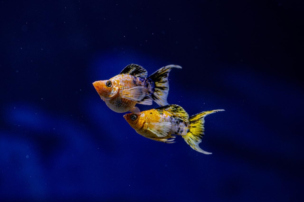 oceanic-aura-exclusive1