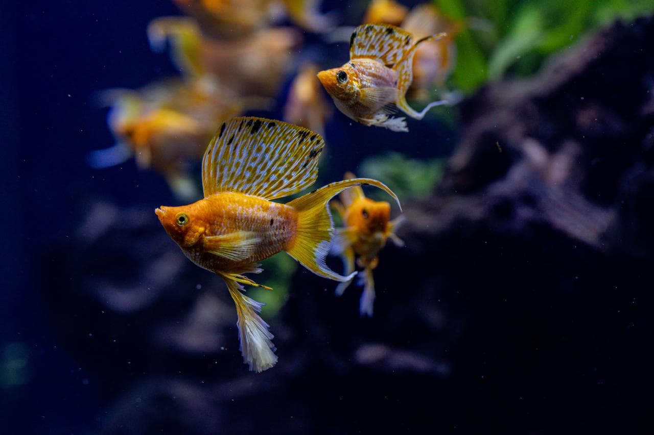 oceanic-aura-exclusive2