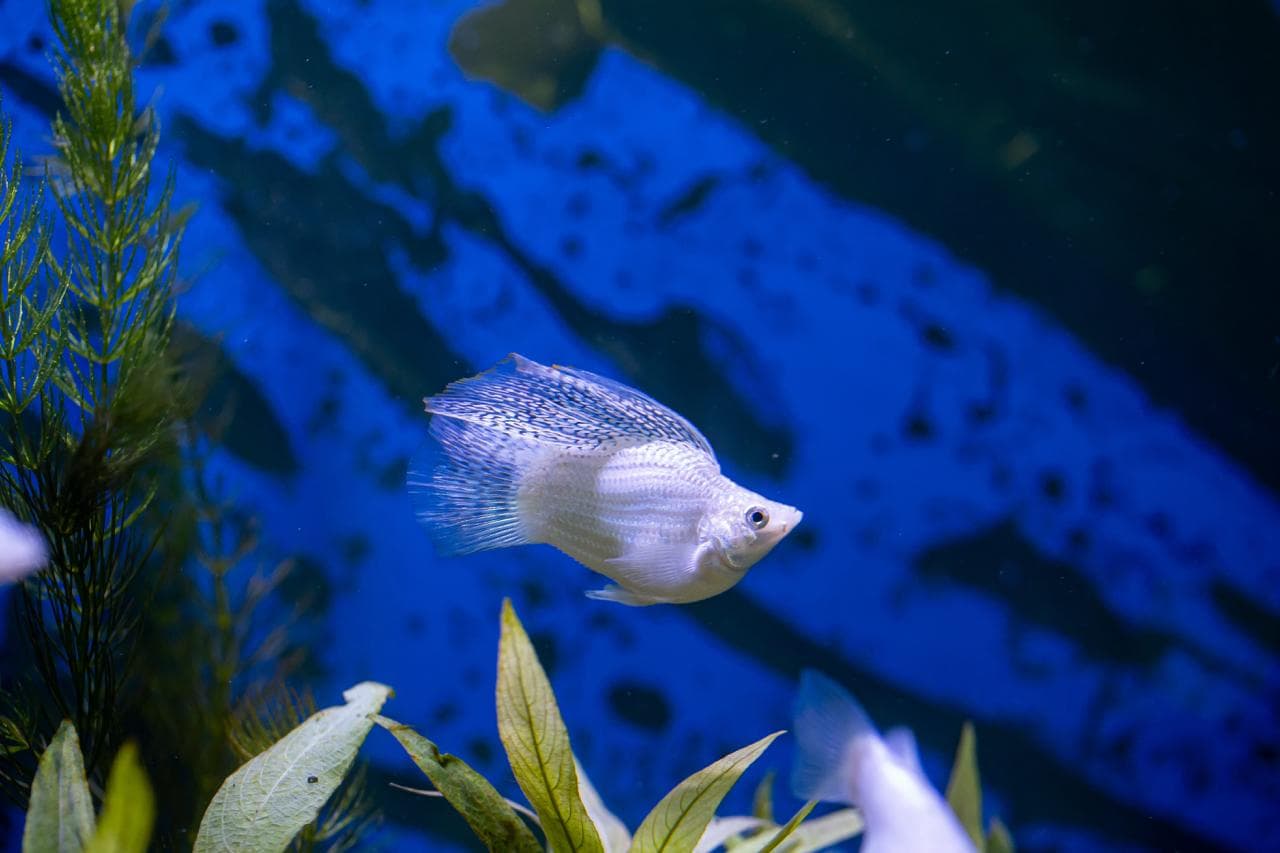 oceanic-aura-exclusive3