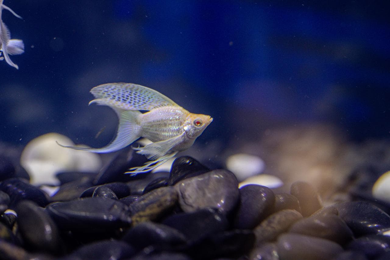 oceanic-aura-exclusive4