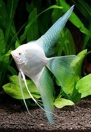 Platinum Angel (CAP0710)