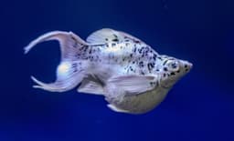 Platinum Dalmatian Balloon