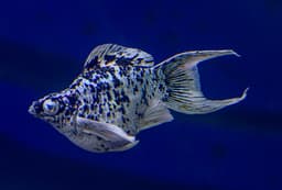 Platinum Dalmatian Balloon