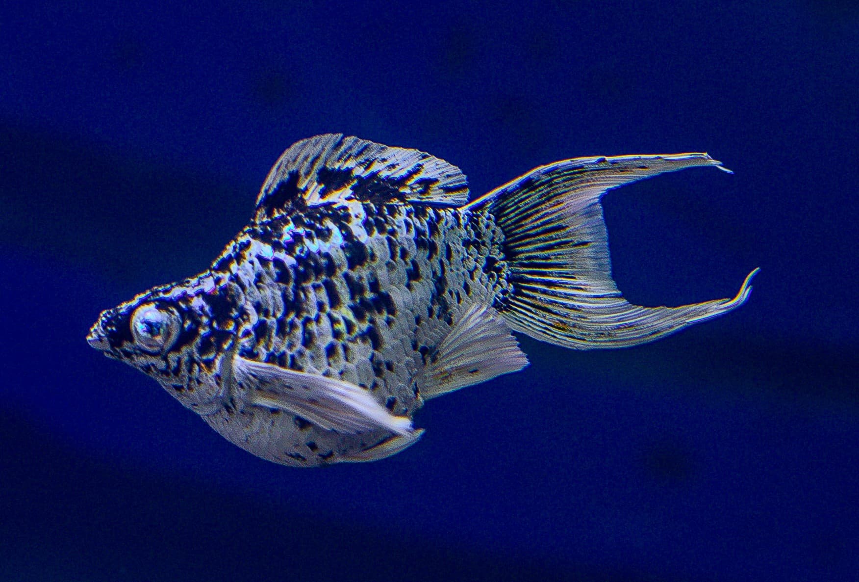 Platinum Dalmatian Balloon (CAP0863)