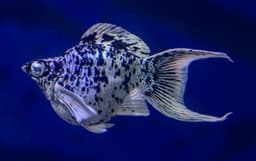 Platinum Dalmatian Balloon