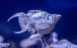 Platinum Dalmatian Balloon