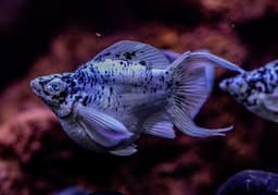 Platinum Dalmatian Balloon