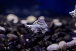 Platinum Blue Eye Roundtail