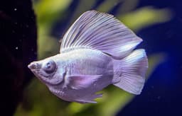 Platinum Blue Eye Roundtail