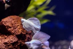 Platinum Blue Eye Roundtail