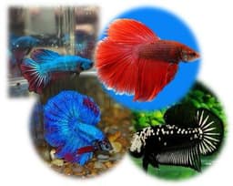 Betta - Mixed Varieties