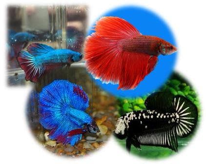 Betta - Mixed Varieties (MIX0950)
