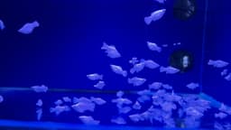 Platinum Blue Eye Roundtail